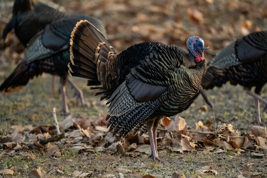 Group of turkeys on a dry grass
