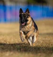 Shallow focus of a German Shepherd Dog running on the grass in a field