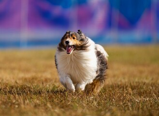 Purebred Rough Collie dog running on the grass field on a sunny day with blur background