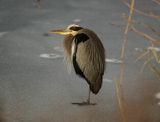 Closeup great blue heron, Ardea herodias wading bird standing on a frozen lake, ice in winter