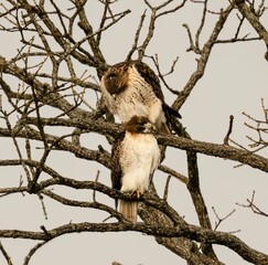 View of beautiful Red-tailed hawks on a branch in a forest