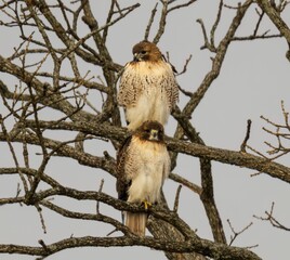 View of beautiful Red-tailed hawks on a branch in a forest
