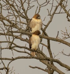 View of beautiful Red-tailed hawks on a branch in a forest