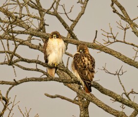 View of beautiful Red-tailed hawks on a branch in a forest