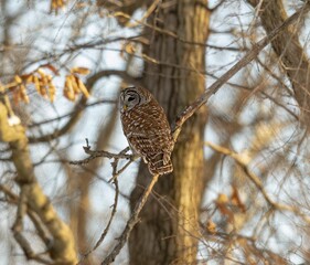 View of a beautiful Barred Owl on a branch in a forest