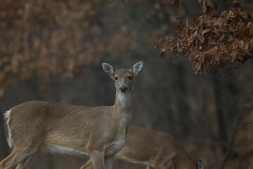 A young White-tailed deer in a forest during the fall season