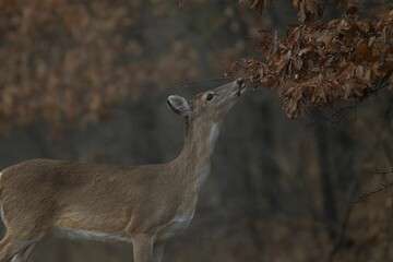 A young White-tailed deer eating leaves from a tree in a forest during the fall season