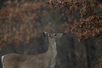 A young White-tailed deer eating leaves from a tree in a forest during the fall season