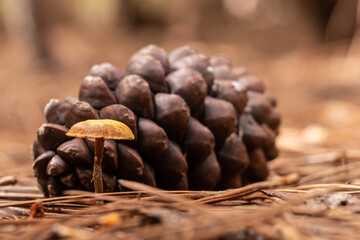 mushroom in winter in the mountains