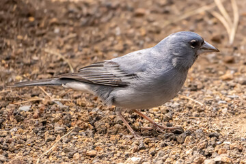 blue chaffinch a winter in tenerife