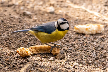 yellow and blue tit tenerife