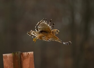 Red-shouldered Hawk flying on a metal pole with blur background
