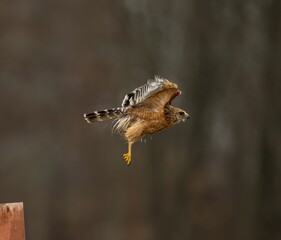 Red-shouldered Hawk flying on a metal pole with blur background