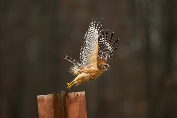 Colorful Red-shouldered Hawk flying on a metal pole with blur background
