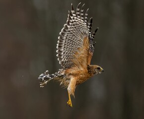 Red-shouldered Hawk flying with blur background, closeup shot