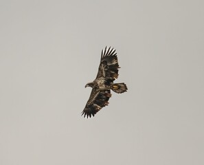Falcon in flight against gray background