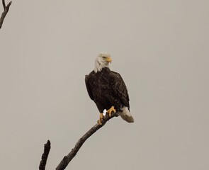Bald eagle perched on branch against gray sky background