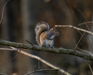 Close-up shot of a cute eastern gray squirrel perched on a tree branch in a forest