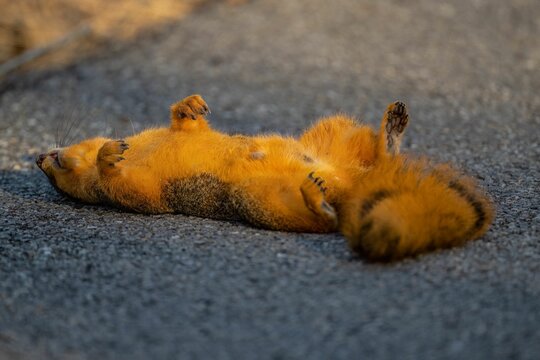 Closeup of a brown squirrel laying on its back on the ground
