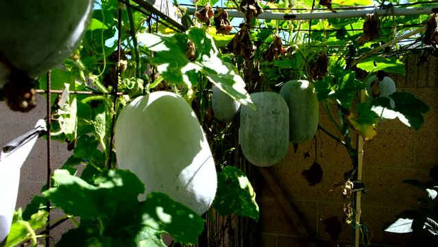 Winter melon, squash, waxy pumpkin on the vine