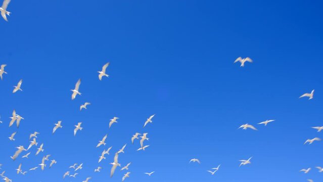 The birds up the sky. image of animal beautiful