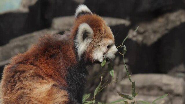 red panda in zoo