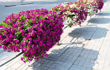 Large vases with petunias on the streets of the city. urban landscaping