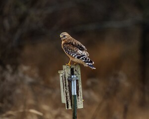 Red-shouldered buzzard (Buteo lineatus) perched on an old wooden sign