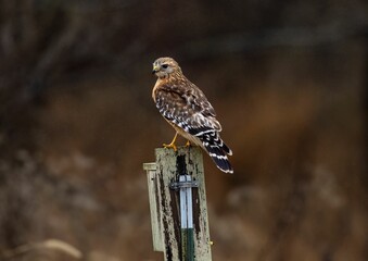 Red-shouldered buzzard (Buteo lineatus) perched on an old wooden sign