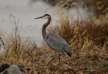 Great blue heron (Ardea herodias) standing in a pond looking aside