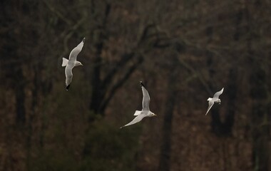 Flock of common kittiwakes (Rissa tridactyla) flying in a forest