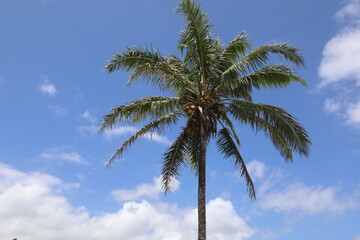 palm trees against sky