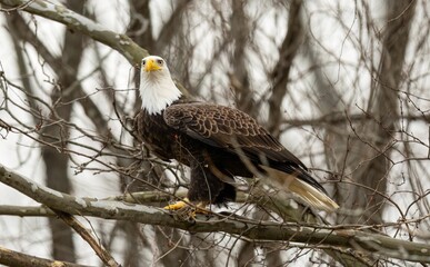 Soft focus of a fierce bald eagle perched on a leafless tree in the woods