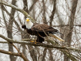 Soft focus of a fierce bald eagle getting ready to fly from a leafless tree in the woods