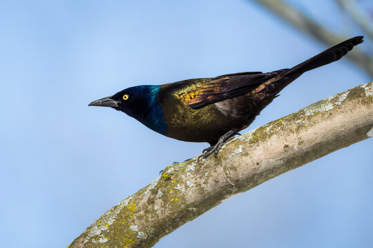 A male Common Grackel showing its reflections in multiple colors, it is a bird that appears to be completely black.
