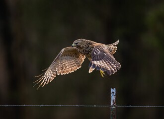 Juvenile Cooper's hawk during flight. Accipiter cooperii.