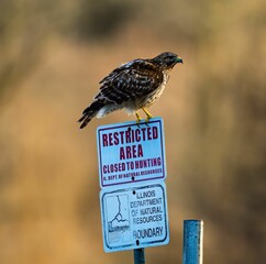 Juvenile Cooper's hawk perched on a sign. Accipiter cooperii.