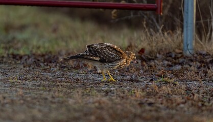 Juvenile Cooper's hawk standing on the ground.  Accipiter cooperii.