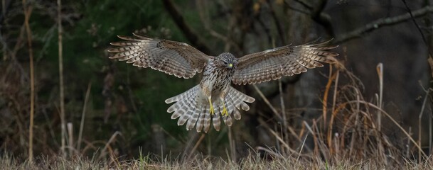 Panoramic shot of a juvenile Cooper's hawk landing. Accipiter cooperii.