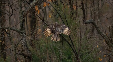 Juvenile Cooper's hawk landing on a tree branch. Accipiter cooperii.