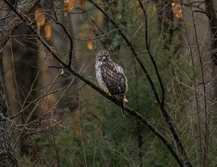 View of the hawk bird perched on a tree branch