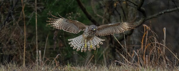 View of the hawk bird landing on the ground