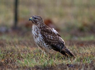 View of the hawk bird perched on the ground