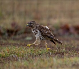 View of the hawk bird landing on the ground