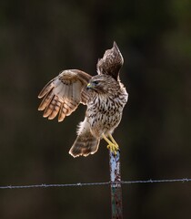 View of the hawk bird landing on a wire