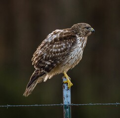 View of the hawk bird perched on a wire