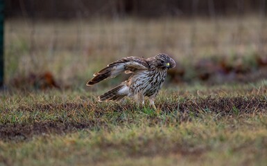 View of the hawk bird landing on the ground