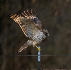 View of the hawk bird landing on a wire