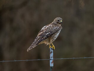 View of the hawk bird perched on a wire