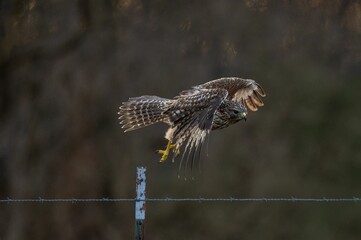 View of the hawk bird landing on a wire